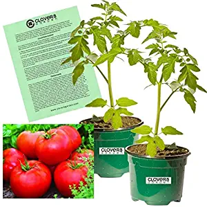 Clovers Garden Big Boy Tomato Plant – Two (2) Live Plants – Non-GMO - Not Seeds - Each 5