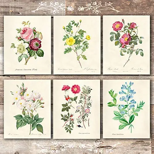 Vintage Roses Wall Art Prints (Set of 6) - Unframed - 8x10s | Botanical Decor